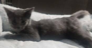 RANGER -  Domestic Short Hair Cat for Adoption in Lexington, Tennessee - RANGER | PetCurious