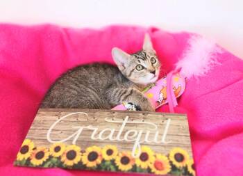 Harper Alexandra -  Bengal and Tabby Cat for Adoption in Miami, Arizona - Harper Alexandra | PetCurious