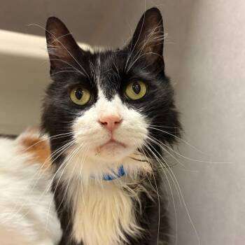 George Washington -  Domestic Short Hair Cat for Adoption in Fairport, New York - George Washington | PetCurious