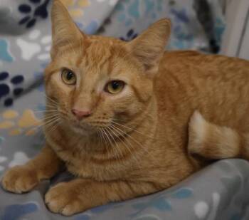 Birch -  Domestic Medium Hair Cat for Adoption in Thief River Falls, Minnesota - Birch | PetCurious