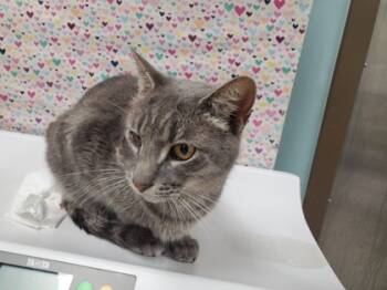 Rescue Domestic Short Hair Cats for Adoption in Maumee, Ohio - Boy | PetCurious