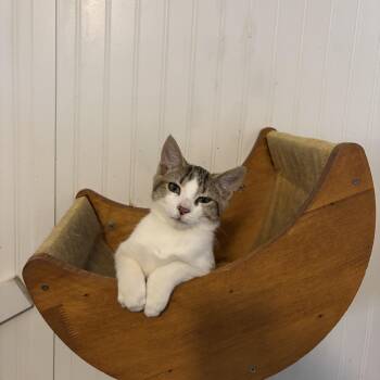 Newt -  Domestic Short Hair Cat Available for Adoption in Hemingway, South Carolina - Newt | PetCurious