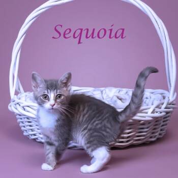 Sequoia C26-171 -  Domestic Short Hair Cat for Adoption in Lebanon, Tennessee - Sequoia C26-171 | PetCurious