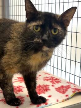Athena -  Domestic Short Hair Cat for Adoption in Brookings, Oregon - Athena | PetCurious