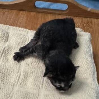 S&T: Snickers -  Domestic Short Hair Cat for Adoption in Falls Church, Virginia - S&T: Snickers | PetCurious