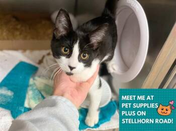 FIGARO -  Domestic Short Hair Cat for Adoption in Fort Wayne, Indiana - FIGARO | PetCurious