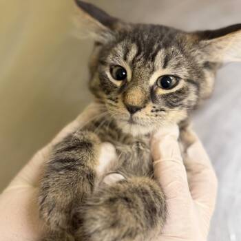 Cassian -  Domestic Medium Hair Cat for Adoption in Buffalo, New York - Cassian | PetCurious