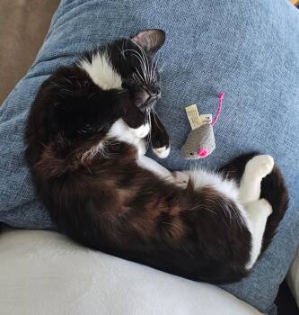 Domestic Medium Hair Cats Available for Adoption in Ogden, Utah - Aviva | PetCurious