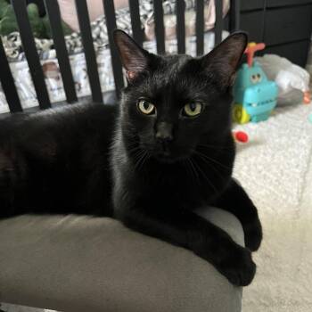Theo -  Domestic Short Hair Cat for Adoption in Naperville, Illinois - Theo | PetCurious