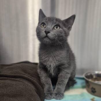 Trapper Keeper -  Domestic Short Hair Cat for Adoption in Newark, New Jersey - Trapper Keeper | PetCurious