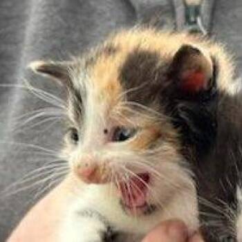 TCS 1 -  Domestic Short Hair Cat Available for Adoption in Charlottesville, Virginia - TCS 1 | PetCurious