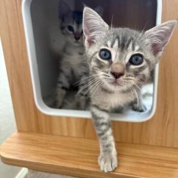 Hula Girl -  Domestic Short Hair Cat for Adoption in Costa Mesa, California - Hula Girl | PetCurious