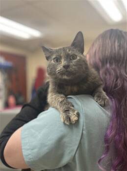 Rescue Domestic Short Hair Cats for Adoption in Aliquippa, Pennsylvania - POPPY | PetCurious