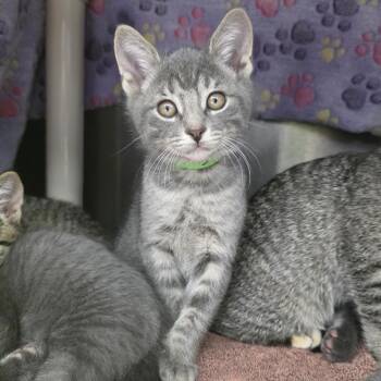 Tungsten -  American Shorthair Cat for Adoption in Fort Wayne, Indiana - Tungsten | PetCurious