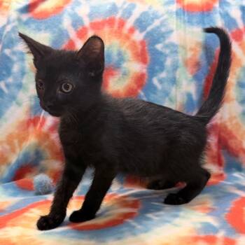 Bret -  Domestic Medium Hair Cat for Adoption in Lewisville, Texas - Bret | PetCurious