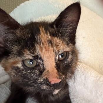 Rescue Domestic Short Hair Cats for Adoption in Fayetteville, Arkansas - Gizmo | PetCurious