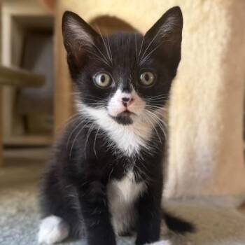 Gumball -  Domestic Short Hair Cat for Adoption in Lakewood, California - Gumball | PetCurious
