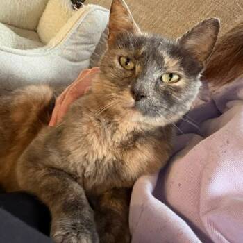 Kiki -  Domestic Short Hair Cat for Adoption in West Des Moines, Iowa - Kiki | PetCurious