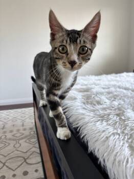 Rescue Domestic Short Hair Cats for Adoption in Bonsall, California - Ollie 4837 | PetCurious