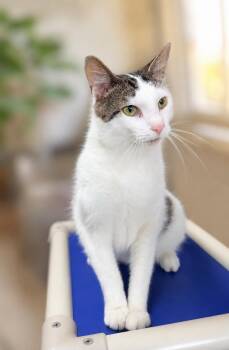 Elliot (FCID# 05/26/2026 - 107) Willow Grove -  Domestic Short Hair Cat for Adoption in Greenville, Delaware - Elliot (FCID# 05/26/2026 - 107) Willow Grove | PetCurious