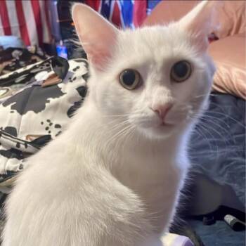 Domestic Short Hair Cats Available for Adoption in Richmond, Virginia - Topsy | PetCurious