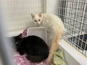 Rescue Balinese Cats for Adoption in Grand Junction, Colorado - Catfish | PetCurious