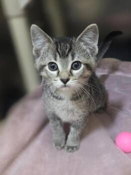 Firecracker -  Domestic Short Hair Cat for Adoption in Westland, Michigan - Firecracker | PetCurious