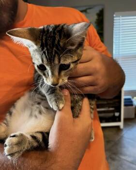 Maze -  Domestic Short Hair Cat for Adoption in Ruskin, Florida - Maze | PetCurious