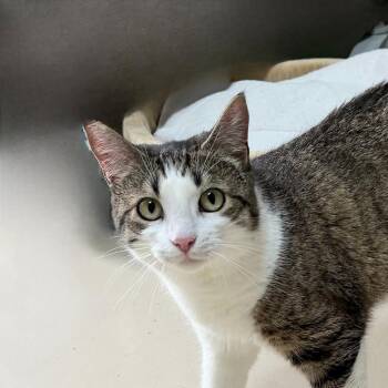 Domestic Short Hair Cats Available for Adoption in State College, Pennsylvania - Delara | PetCurious