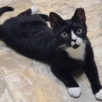 Waldo -  Domestic Short Hair and Tuxedo Cat for Adoption in Germansville, Pennsylvania - Waldo | PetCurious