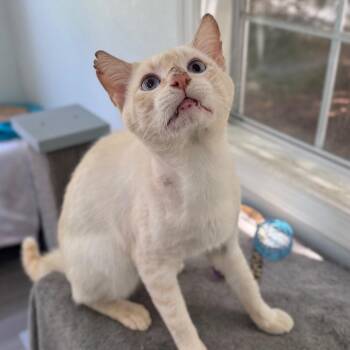 Mr Bones -  Domestic Short Hair Cat for Adoption in Fredericksburg, Virginia - Mr Bones | PetCurious