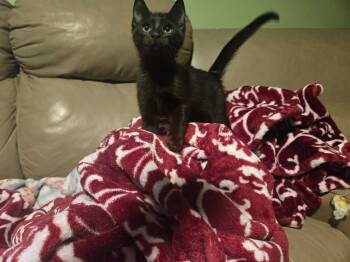 Rescue Domestic Medium Hair Cats for Adoption in Dallas, Texas - Bates | PetCurious