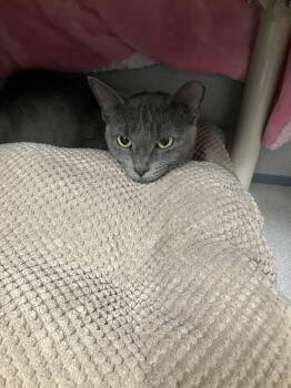 Whisper -  Domestic Short Hair Cat for Adoption in Alexandria, Virginia - Whisper | PetCurious