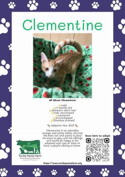 Clementine -  Domestic Short Hair Cat for Adoption in Pittsboro, North Carolina - Clementine | PetCurious