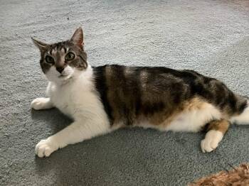 Domestic Short Hair Cats Available for Adoption in Greenwich Township, New Jersey - Rainy Rose | PetCurious