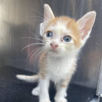 LOTHOR -  Domestic Short Hair Cat for Adoption in San Antonio, Texas - LOTHOR | PetCurious