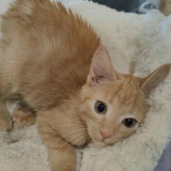Rescue Domestic Medium Hair Cats for Adoption in Park Falls, Wisconsin - Martini | PetCurious