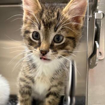 Pez -  Domestic Short Hair Cat for Adoption in Detroit Lakes, Minnesota - Pez | PetCurious