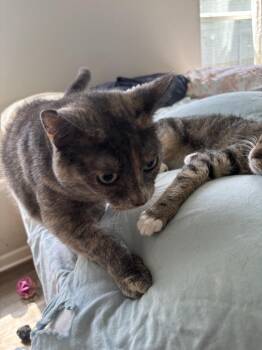 Precious -  Domestic Short Hair Cat for Adoption in Salisbury, North Carolina - Precious | PetCurious