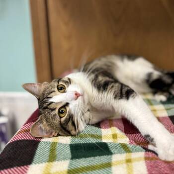 Andre -  Domestic Short Hair Cat for Adoption in Fargo, North Dakota - Andre | PetCurious