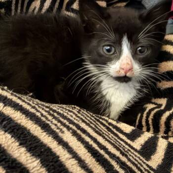 Forest -  American Shorthair Cat for Adoption in Bethel, Connecticut - Forest | PetCurious