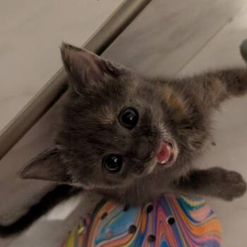 Maisy -  Domestic Short Hair Cat for Adoption in Fairfax, Virginia - Maisy | PetCurious