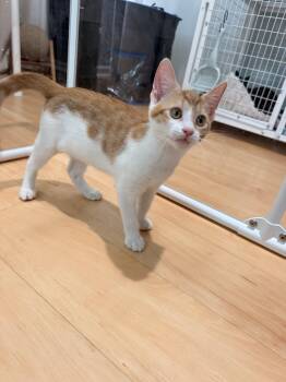 Seastar -  Domestic Short Hair Cat for Adoption in Suffolk, Virginia - Seastar | PetCurious