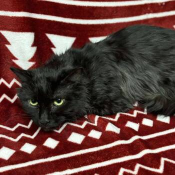 Domestic Medium Hair Cats Available for Adoption - Midnight | PetCurious