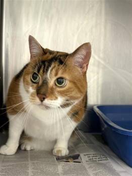Chai -  Domestic Medium Hair and Domestic Short Hair Cat for Adoption in Montreal, Quebec - Chai | PetCurious