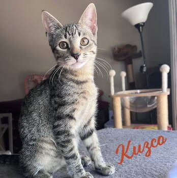 Rescue Tabby and Domestic Short Hair Cats for Adoption in Houston, Texas - Kuzco #warrior-waif | PetCurious