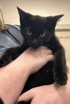 Dionysus -  Domestic Short Hair Cat for Adoption in Fishers, Indiana - Dionysus | PetCurious