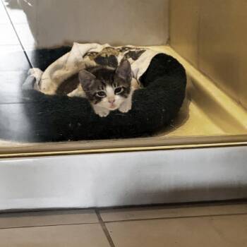Olipop 24 -  Domestic Short Hair Cat for Adoption in Austin, Texas - Olipop 24 | PetCurious