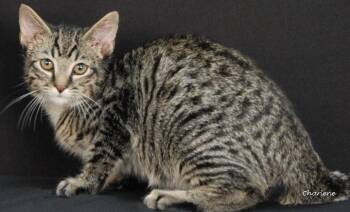 Whisper -  Domestic Medium Hair Cat for Adoption in Newland, North Carolina - Whisper | PetCurious