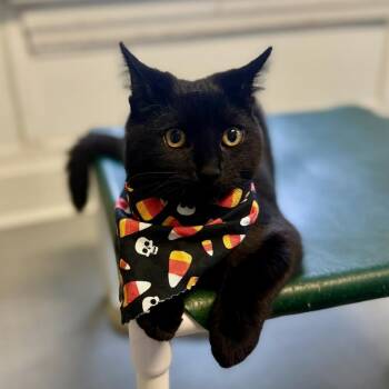 Rescue Domestic Short Hair Cats for Adoption in Greensburg, Pennsylvania - Osbourne | PetCurious